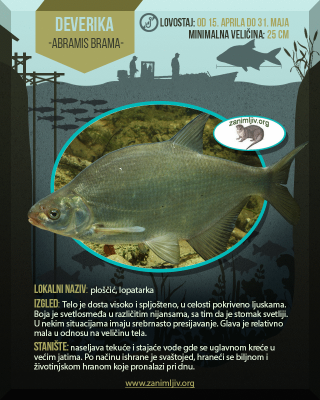 deverika riba informacija